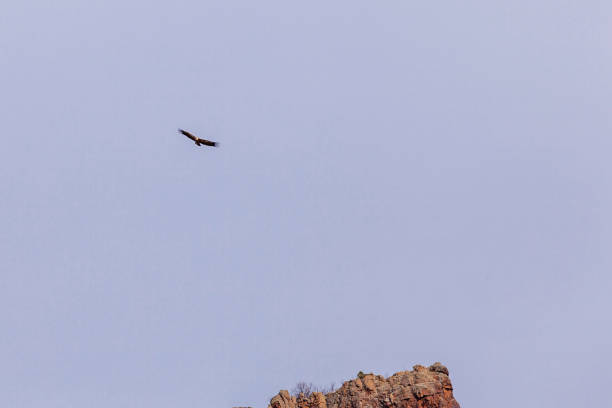 istock Wildlife birds, vulture in the sky 2011981867