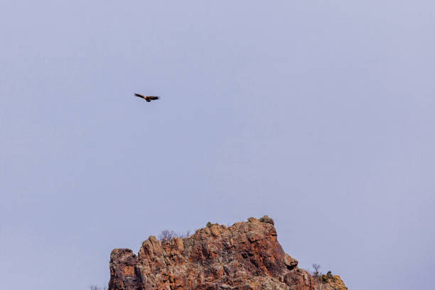istock Wildlife birds, vulture in the sky 2011982379