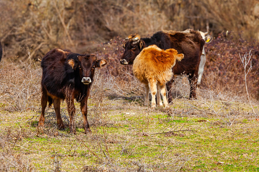 Young cute beefs on meadow in countryside, farm animals