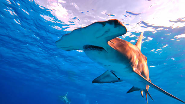 istock A Great Hammerhead (shark) swimming in the blue water 2011990792