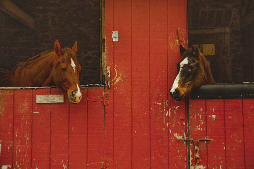 Two horses peeking out of the barn