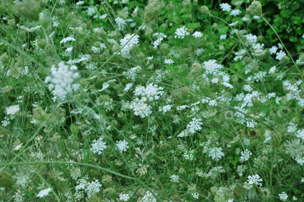 istock White flower of wild coriander in forest 2012005631