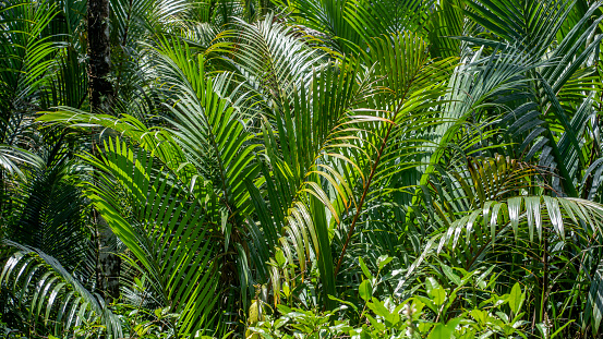 Young sago palms growing closely together in a tropical swamp.