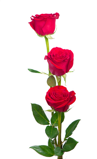 Bouquet of roses, isolated rose flower isolated on white background.