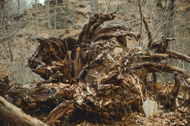 Wood snags in Wissahickon Pennsylvania
