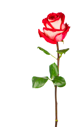 Red rose flower with clipping path, side view. Beautiful single red rose flower on stem with leaves isolated on white background.