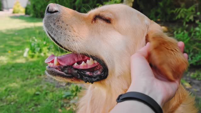 Woman's hand stroking and scratching a happy red dog in the garden. Golden retriever in slow motion. A woman loves her pet. The best friend concept. POV close-up. High quality 4k footage