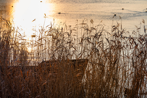 boat in the reeds on water