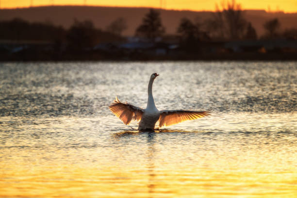 Swan at sunset at sea