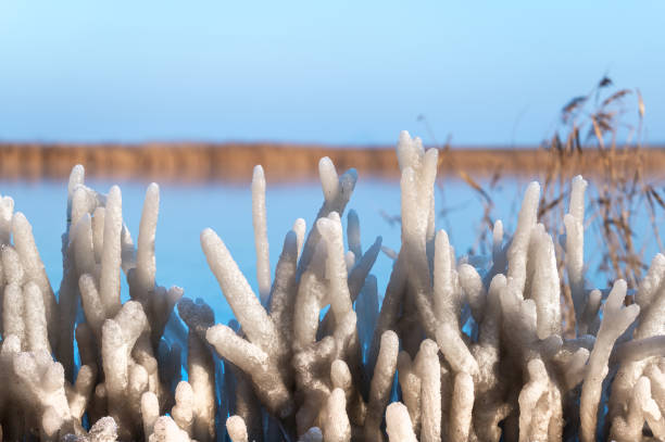 icy reeds