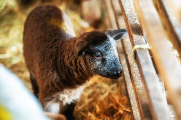 istock Cute, few days old brown lamb in a sheepfold 2012046709