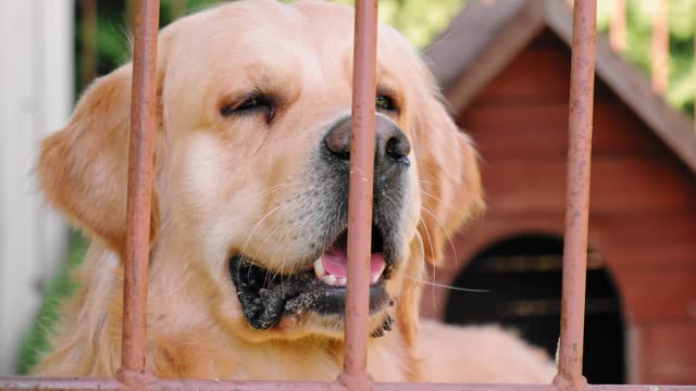 The golden retriever dog looking at camera barking in pen. Voice command. Protection of private property. Pet outdoors. Domestic animal. In a cage. Behind bars. Homeless animals. Catching stray dogs