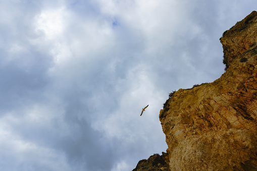 Cloudy sky, rocky cliff, and flying bird, dramatic landscape, copy space