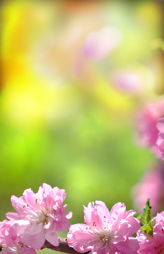 Cherry blossoms isolated on blur background.