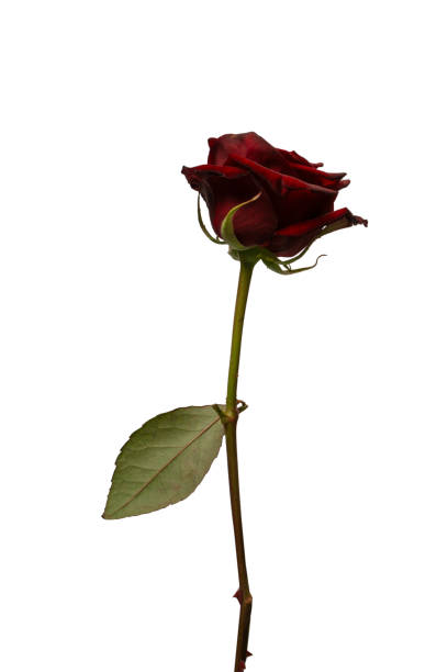 istock Beautiful red rose isolated on white background. 2012066360