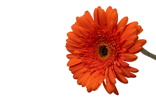 Red gerbera daisy flower isolated on a white background.