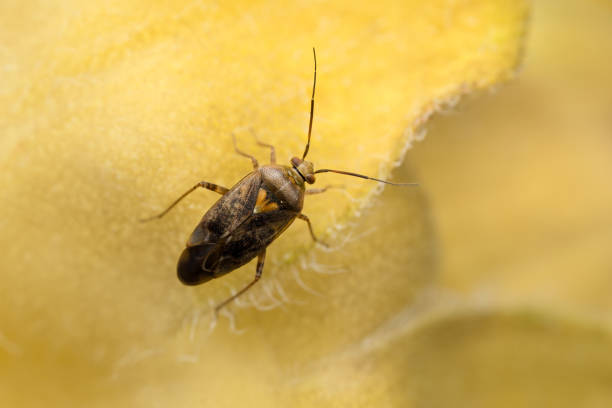 European tarnished plant bug - Lygus rugulipennis, is a species of plant bugs of the family Miridae.