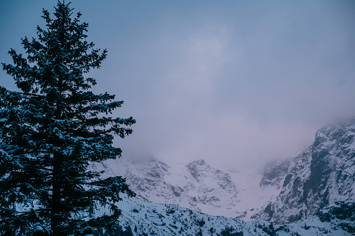 A freezing natural landscape with a snowcovered mountain slope and an evergreen larch tree in the foreground under a cloudy sky. Morskie Oko, Tatry mountains in Poland