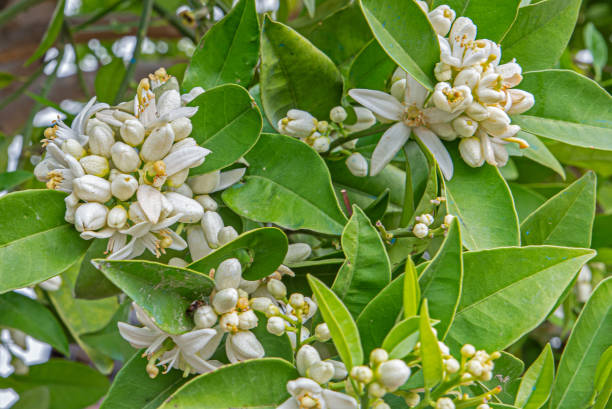 mazzo di fiori d'arancio in fiore sul ramo di un arancio - agriculture branch cut flowers citrus fruit foto e immagini stock