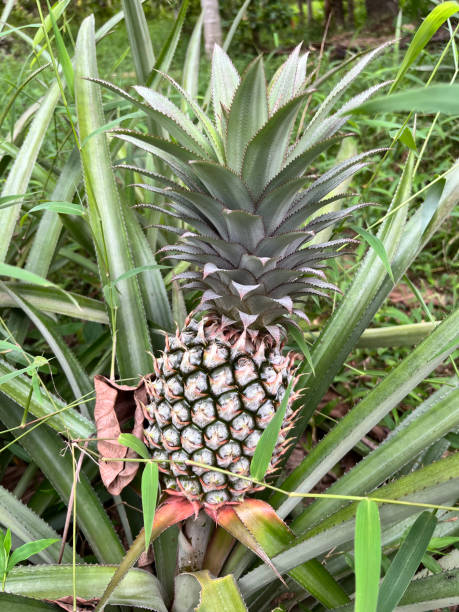 istock Pineapple growing in the garden 2012144098