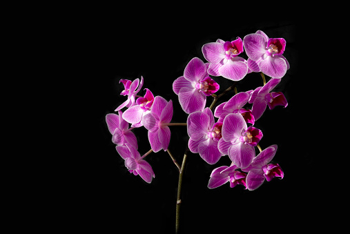 Large beautiful branch of orchid flowers on a black isolated background. Pink phalaenopsis close-up.
