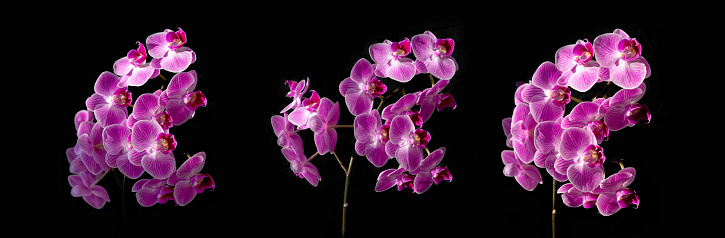 Three large beautiful branches of orchid flowers on a black isolated background. Pink phalaenopsis close-up. Panoramic image for design
