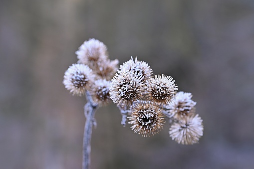 Frozen Onopordum acanthium .Frost on branches. Beautiful winter seasonal natural background.