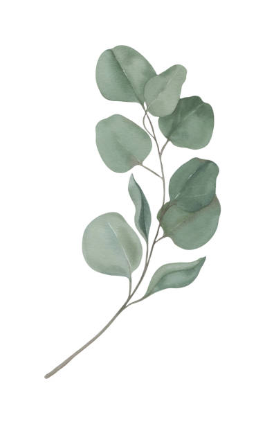 istock Eucalyptus branch with green leaves watercolour hand drawing 2012160407