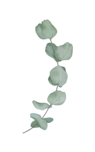 istock Eucalyptus branch with green leaves watercolour hand drawing 2012160418