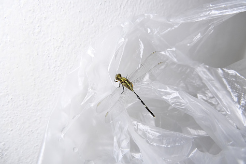 A dragonfly clings to a plastic bag and gets lost and flies following the light into the room.