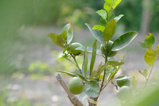 Kaffir Lime on branch with leaf