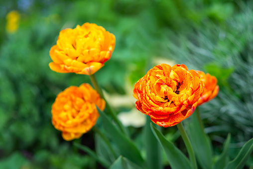 Orange-yellow double tulips bloom in the garden on a green natural background. Spring flowers. Rare variety of tulips