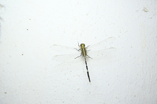 Macro shot of a thin-winged dragonfly sitting on a wall.