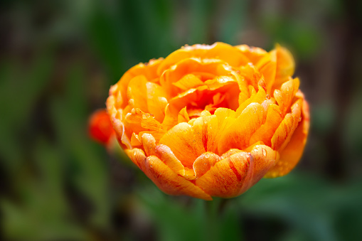 large beautiful orange tulip close-up blooming in the garden on a dark green background