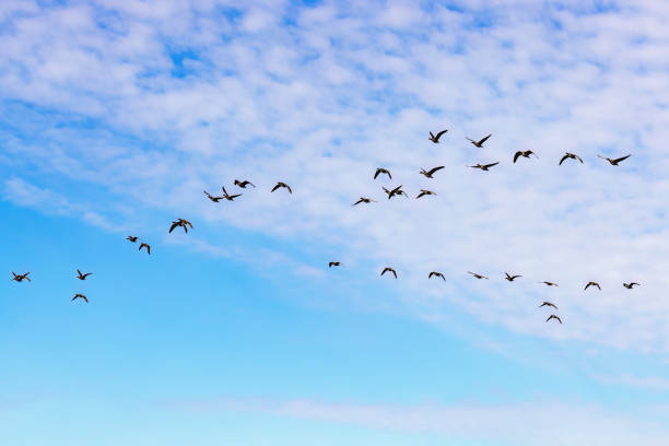 istock Bird migration with  White-fronted geese flying in the sky 2012173489