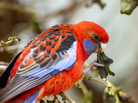 Close up of colorful scarlet macaw parrot