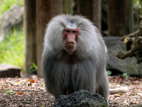 Pair of toque macaque sitting beside the road outside the city called Ella in the Uva Province in Sri Lanka. The toque macaque is a \