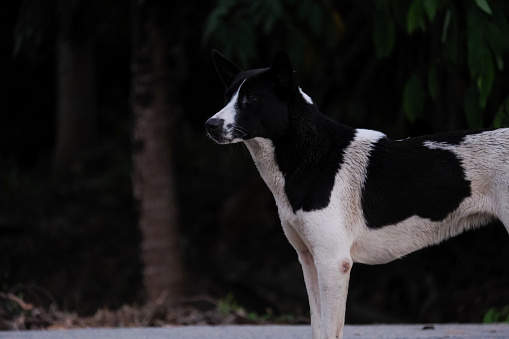 Half body photo of a giant dog at twilight.