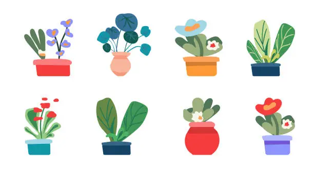 Vector illustration of Botanical set, indoor flowers. House plants in pots for the interior. Minimalist style. Vector .