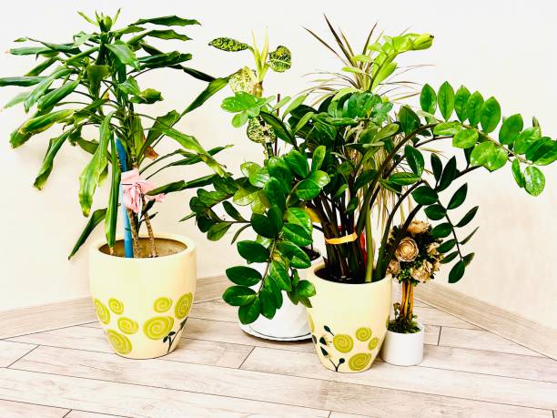 istock Corner in the apartment with decorative flowers in ceramic pots. 2012197292