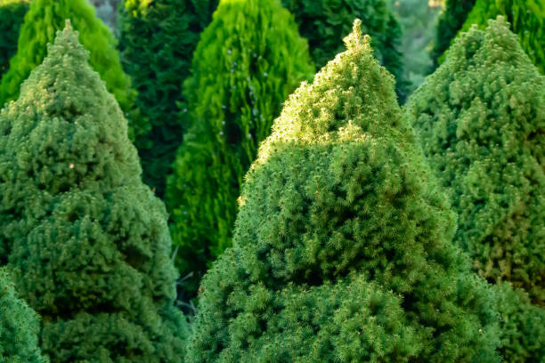 istock Thuja is a lush multi-year-old coniferous tree growing in the garden 2012198396