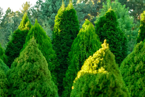 intense green thujas growing in the garden, artistically trimmed, isolated arborvitae