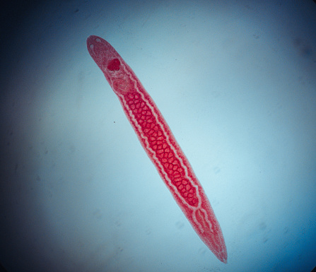 Trematode parasite under a microscope