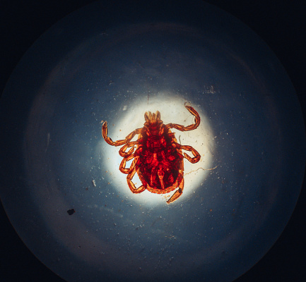 Tick parasite under a microscope