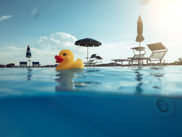 istock Yellow rubber duck floating in a swimming pool 2012214397