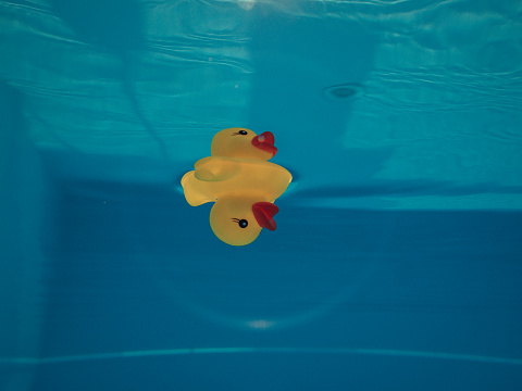 Yellow rubber duck floating in a swimming pool, upside down, expressing a failure