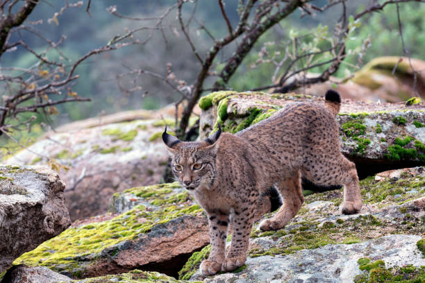 istock Iberian lynx in the Sierra de Andujar, Spain. 2012232588