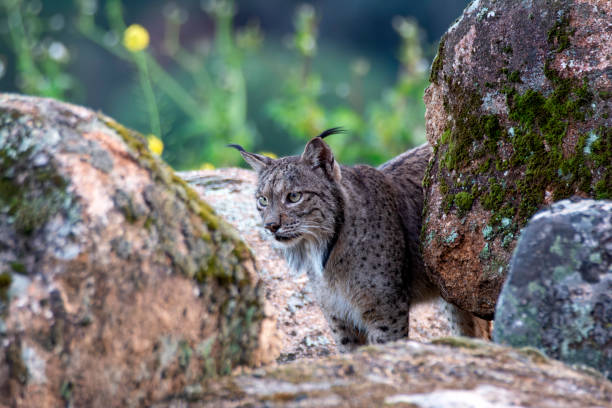 istock Iberian lynx in the Sierra de Andujar, Spain. 2012232593
