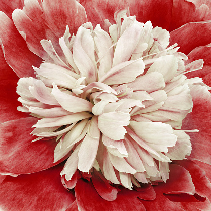 Peony flower. Floral  background. Closeup. Nature.