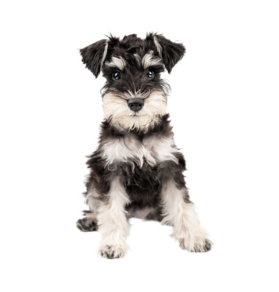 Portrait of miniature schnauzer puppy sitting isolated on white background